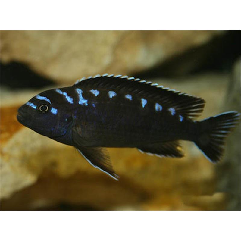 Pseudotropheus sp. neon spot - imagine 5